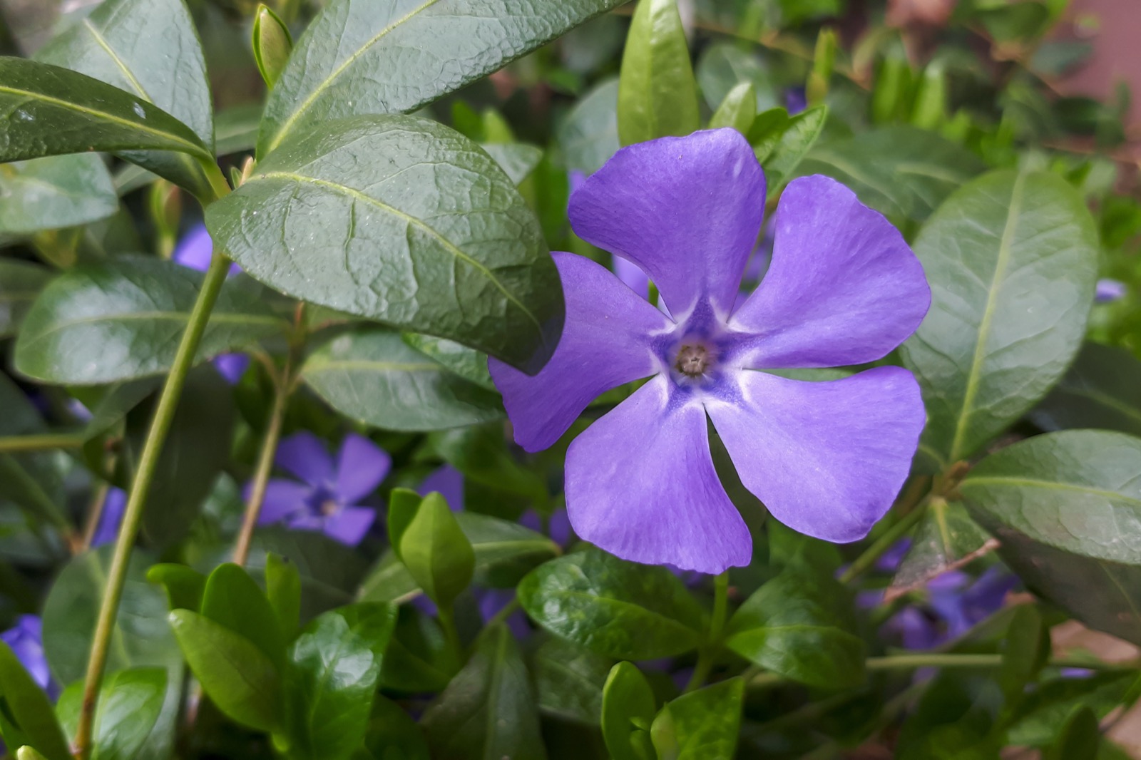 Vinca minor