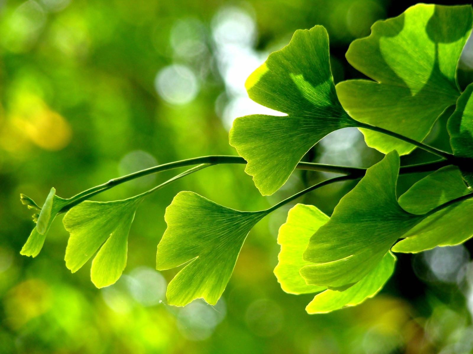 Ginkgo biloba
